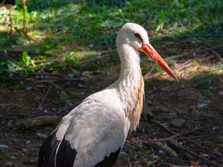 White stork standing in natural wetlands with bright orange beak