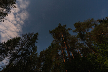 Magical night sky with stars and moving clouds, viewed from a moonlit pine forest in the Estonian wilderness.