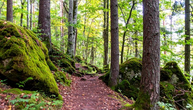 Lush forest path winds through mossy rocks