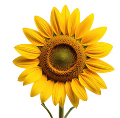 Fototapeta premium Vibrant Sunflower Close-up, Field Background, Nature