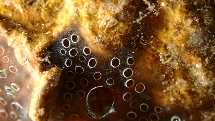 Encrusting colonial ascidian form or tunicate Diplosoma spongiforme extreme close-up undersea, Aegean Sea, Greece, Halkidiki, Pirgos beach