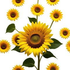 Fototapeta premium Sunflower bouquet, floral design, black background, summer