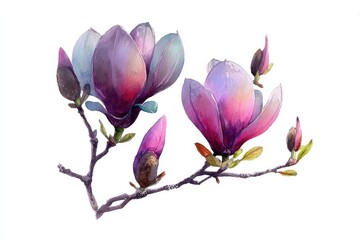 Fototapeta premium Detailed watercolor illustration of magnolia blossoms.