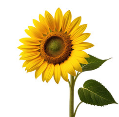 Obraz premium Single sunflower blossom, isolated, black background, nature, design