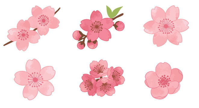 Watercolor Cherry Blossoms A Delicate Collection of Pink Floral Illustrations for Springtime Designs