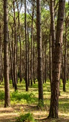 Fototapeta premium Sunlight filters through a dense pine forest