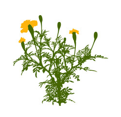 marigold (tagetes) plant isolated on white background