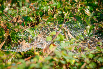 dewdrop bead on spider web net, spider web with morning dew on the bushes outdoor closeup