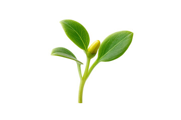 Young Green Plant Sprout with Bud seedling growth isolated on a transparent background