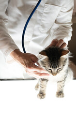 Female Veterinarian Examining a Maine Coon Kitten