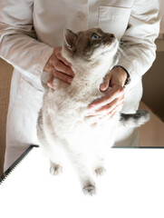 Female Veterinarian in a White Coat with her Hands Resting on a Large Lilac Point Siamese Cat that is Looking Up at Her