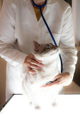 Veterinarian in a White Coat Listening to the Heart of a Large Lilac Point Siamese Cat