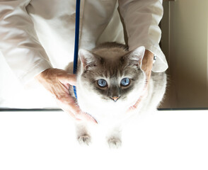 Veterinarian in a White Coat Listening to the Heart of a Large Lilac Point Siamese Cat that is Looking at the Camera