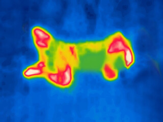 A sleeping man. Sleeping on your back. Image from thermal imager device.
