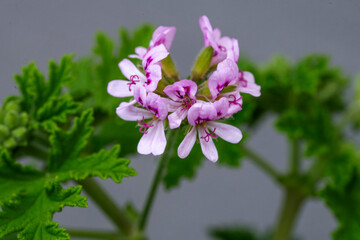 A close-up of a beautiful scented Pelargonium graveolens (Rose Geranium)