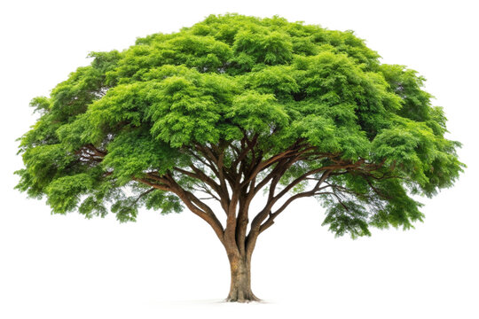 Isolated green tamarind tree with lush canopy and branching trunk on transparent background isolated on transparent background