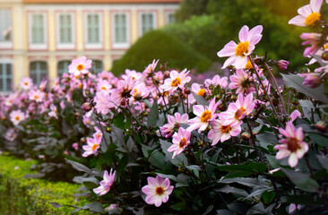Beautiful pink dahlia flowers in the summer garden	