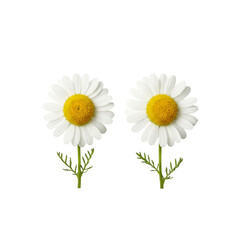 Fototapeta premium Cheerful pair of chamomile flowers, perfect for natural beauty and wellness themes, adding a touch of serenity and calm to your designs, ideal for spring and summer projects