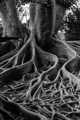 roots of an old tree