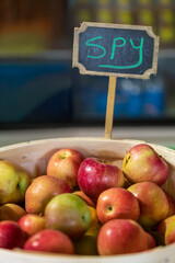 harvested Spy apples in a basket, picked and ready to eat