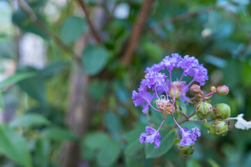 淡い紫色の百日紅とつぼみのマクロ撮影