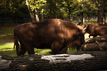 Żubr, ssak, poland, las, hodowla, zwierzak, stada, zieleń, byk © dulak