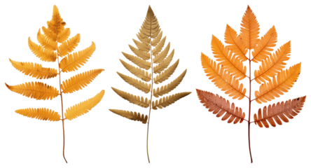 PNG Vibrant autumn fern leaves, element set on transparent background