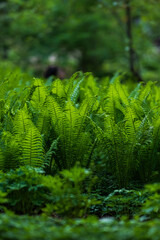 Flourishing fern landscape in vibrant forest greenery.