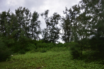 Riverbank afforestation with casuarina and coconut trees along Bakkhali River, Cox’s Bazar Bangladesh – climate resilience and green conservation landscape