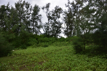 Riverbank afforestation with casuarina and coconut trees along Bakkhali River, Cox’s Bazar Bangladesh – climate resilience and green conservation landscape