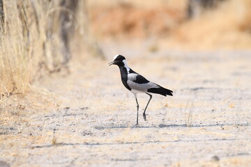 Blacksmith plover, Vanellus armatus, AMEIB, USAKOS, NAMIBIA
