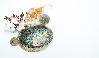 Collection of exotic seashells with unique spiky shapes and natural textures, arranged on a light background, ideal for marine and summer themed designs.