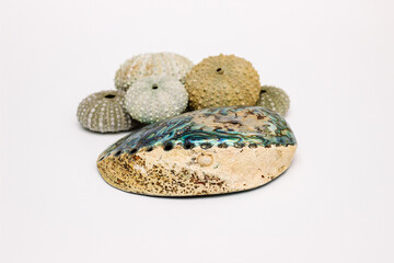 Collection of exotic seashells with unique spiky shapes and natural textures, arranged on a light background, ideal for marine and summer themed designs.