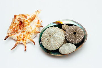 Collection of exotic seashells with unique spiky shapes and natural textures, arranged on a light background, ideal for marine and summer themed designs.