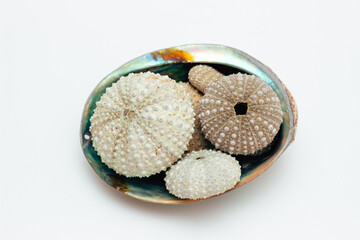 Collection of exotic seashells with unique spiky shapes and natural textures, arranged on a light background, ideal for marine and summer themed designs.