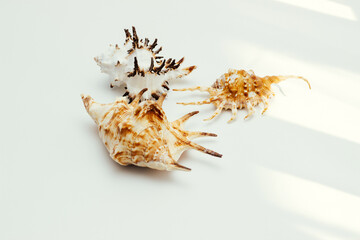 Collection of exotic seashells with unique spiky shapes and natural textures, arranged on a light background, ideal for marine and summer themed designs.