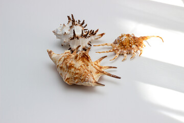 Collection of exotic seashells with unique spiky shapes and natural textures, arranged on a light background, ideal for marine and summer themed designs.