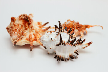 Collection of exotic seashells with unique spiky shapes and natural textures, arranged on a light background, ideal for marine and summer themed designs.