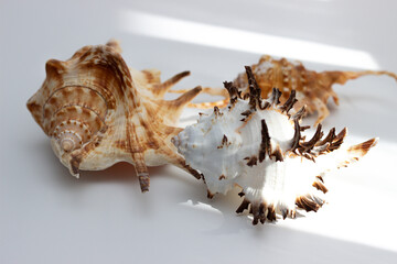 Collection of exotic seashells with unique spiky shapes and natural textures, arranged on a light background, ideal for marine and summer themed designs.
