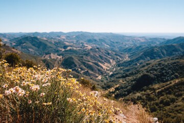 Naklejka premium Panoramic mountain view with wildflowers in foreground.