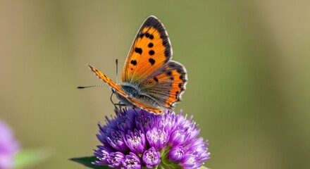Obraz premium Close up of a copper butterfly resting on a purple flower in a natural outdoor setting with green background