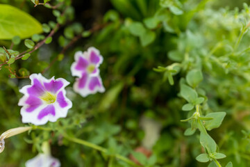 夏に咲く鮮やかなペチュニアの花