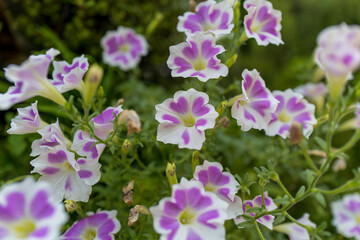 ピンクと白のペチュニアのクローズアップ