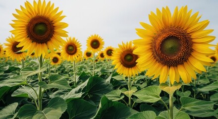 Fototapeta premium A field of sunflowers in full bloom under a bright sky showcasing vibrant yellow petals and green leaves