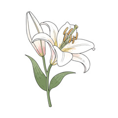 Naklejka premium Elegant White Lily Flower Blossom Closeup.
