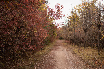 footpath among woods colored in red in autumn city park.