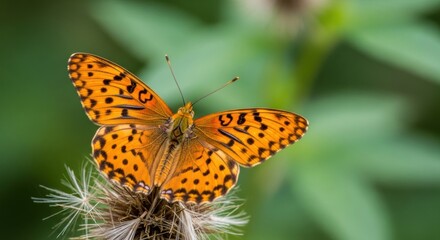 Obraz premium A close up of an orange butterfly with black spots on a flower in a green blurred background