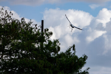 bird in flight carrying stick