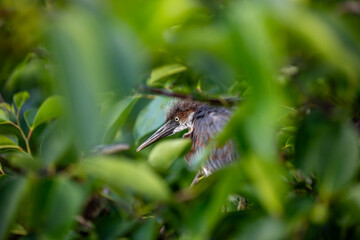 Tricolored herons face surrounded leaves
