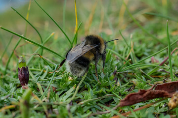 Macro photo of bumblebee on grass, detailed insect close-up